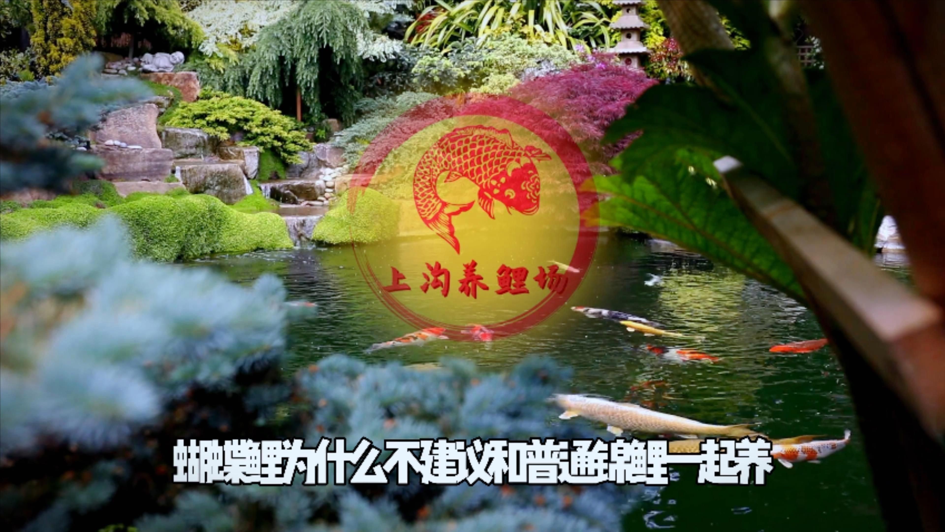 蝴蝶鯉好還是錦鯉好