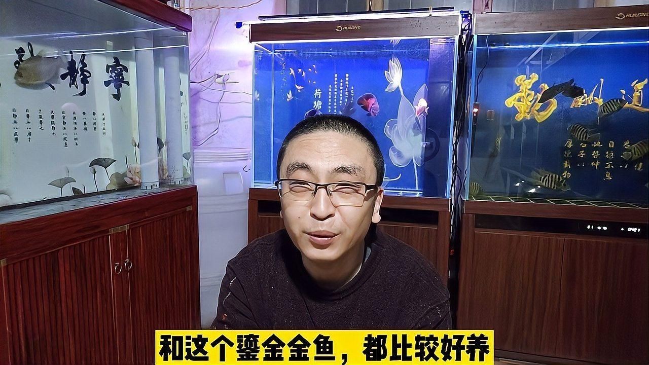 蝴蝶鯉好還是錦鯉好