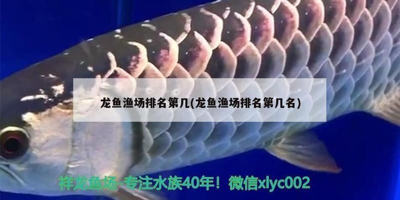 龍魚(yú)漁場(chǎng)排名第一：新加坡龍魚(yú)市場(chǎng)發(fā)展趨勢(shì)