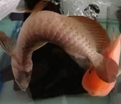 龍魚腸炎治療方法圖片：龍魚腸炎護(hù)理日常注意事項(xiàng)龍魚腸炎護(hù)理日常注意事項(xiàng)