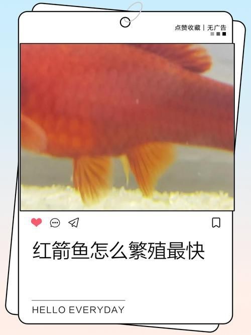 紅箭魚快生時的圖片
