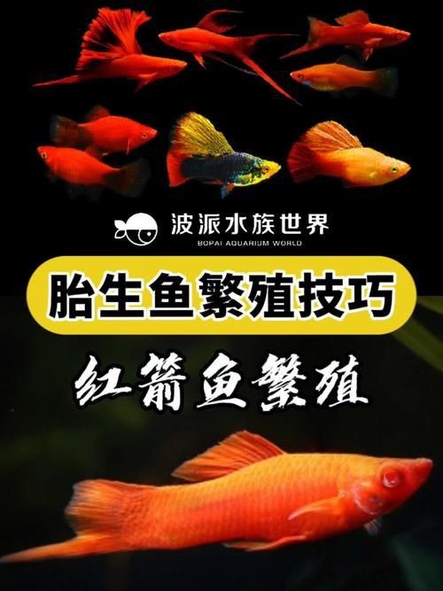 紅箭魚快生時的圖片