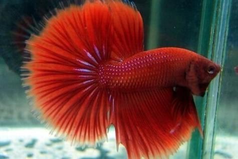 紅箭魚快生時的圖片