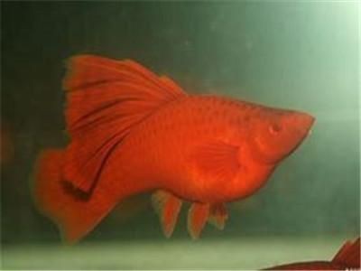 紅箭魚快生時的圖片