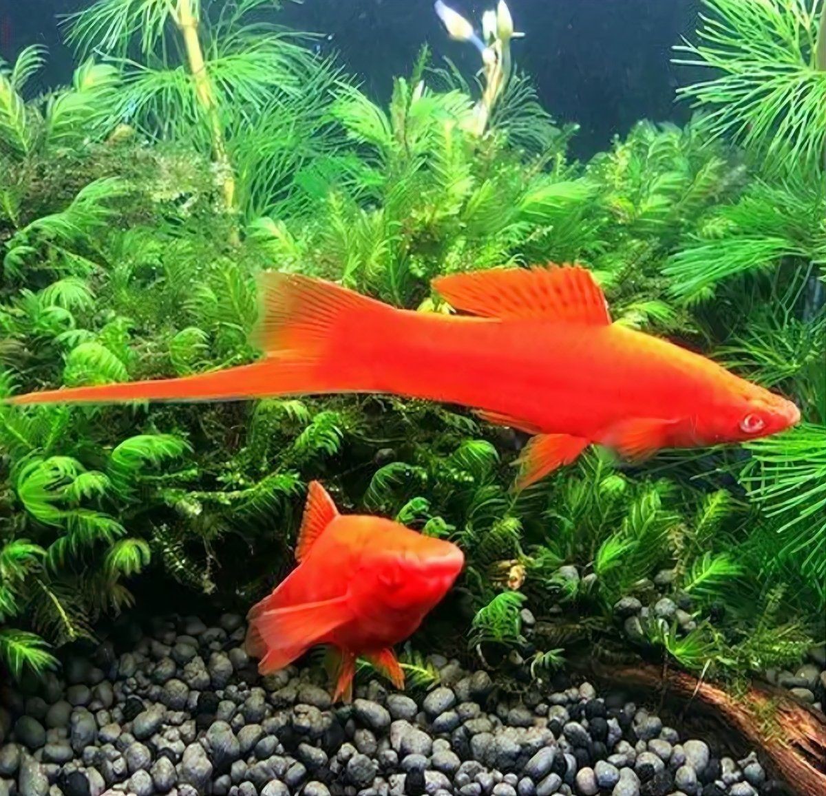 紅箭魚快生時的圖片