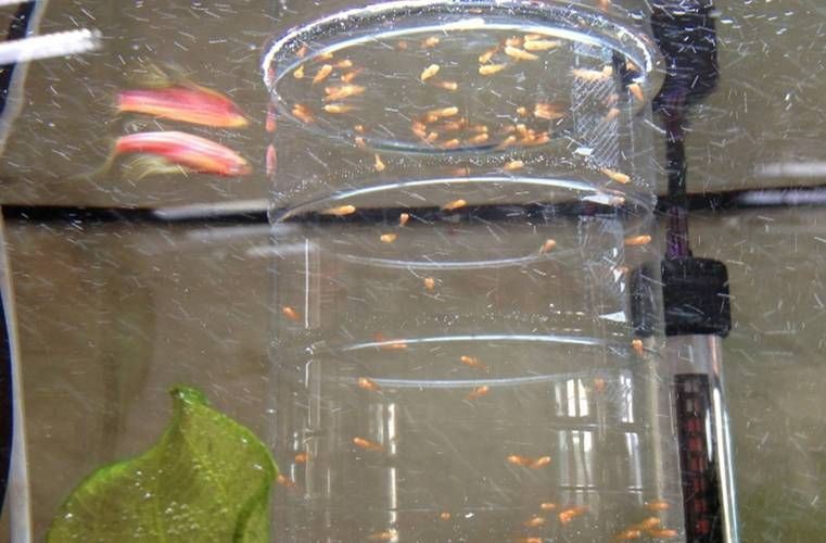 紅箭魚快生時的圖片
