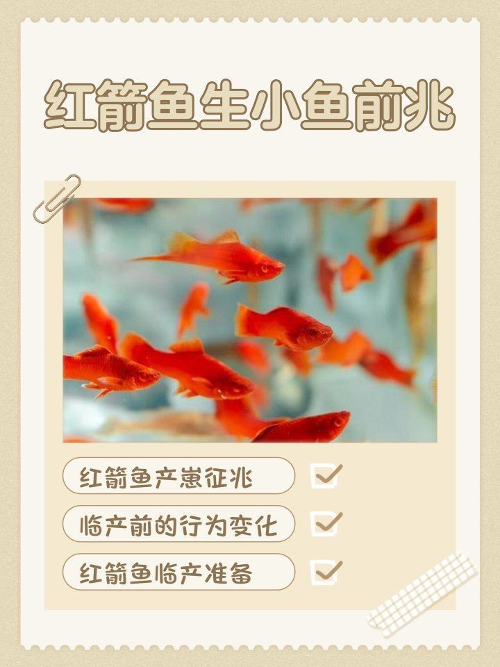 紅箭魚快生時的圖片