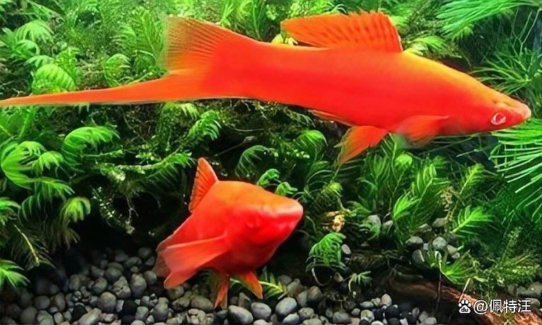 紅箭魚快生時的圖片