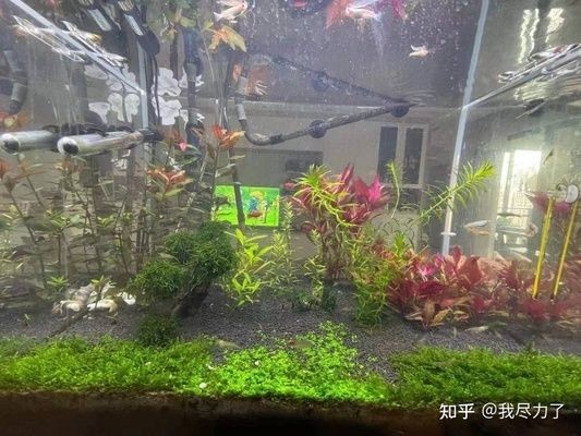 高端魚缸造景效果圖大全：高端魚缸造景效果圖
