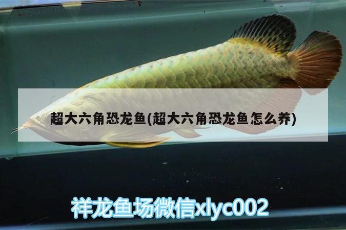 北京楊麗芳觀賞魚店