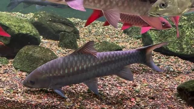 青龍棒魚屬于什么檔次