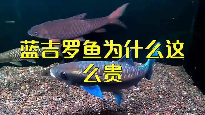 青龍棒魚屬于什么檔次