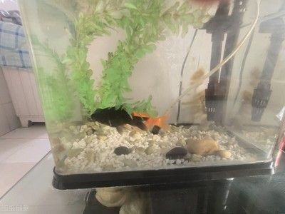 淡水魚缸里放鹽起什么作用（淡水魚缸中放鹽的作用）