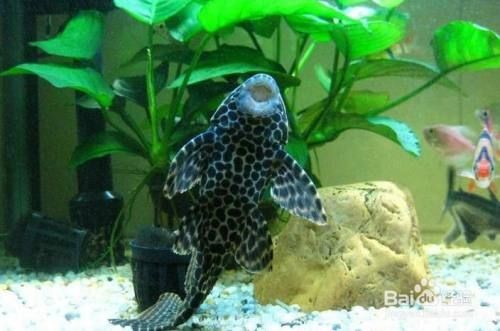 淡水魚缸里放鹽起什么作用（淡水魚缸中放鹽的作用）
