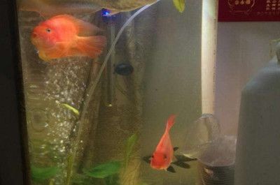 淡水魚缸里放鹽起什么作用（淡水魚缸中放鹽的作用）