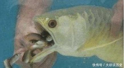 長春市二道區牛人寵物用品專營店（長春市二道區牛人寵物用品專營店地址）