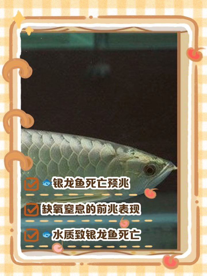 銀龍魚死亡前兆