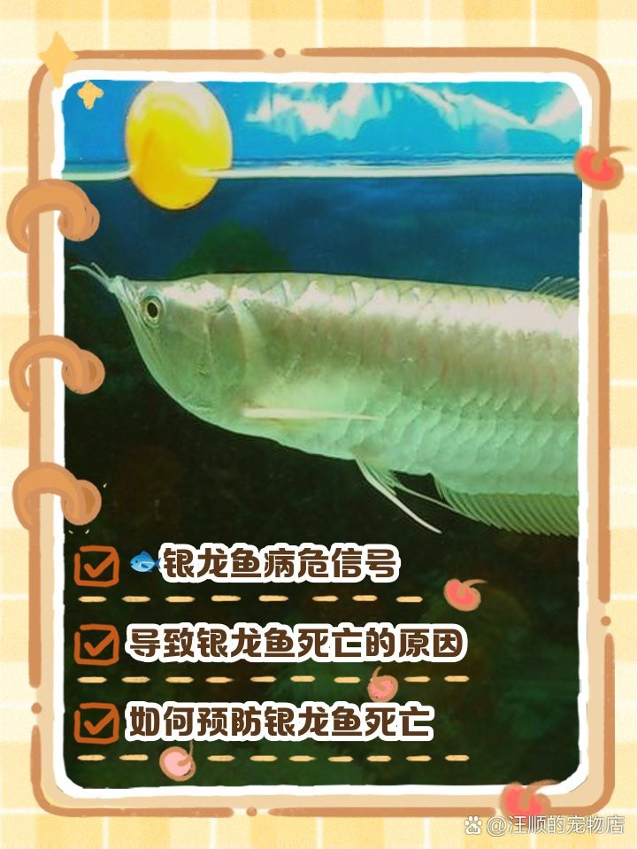 銀龍魚死亡前兆