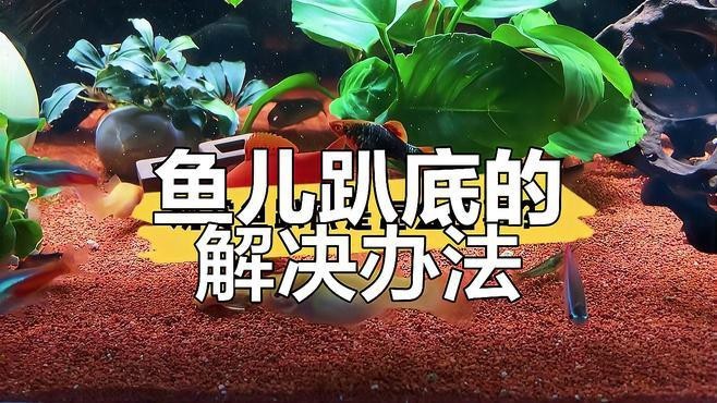 魚趴底是什么原因