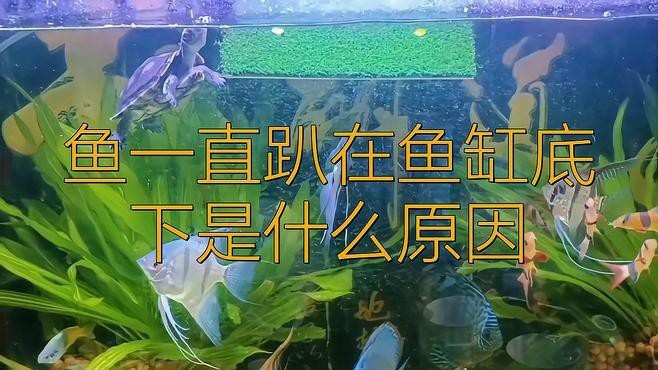 魚趴底是什么原因