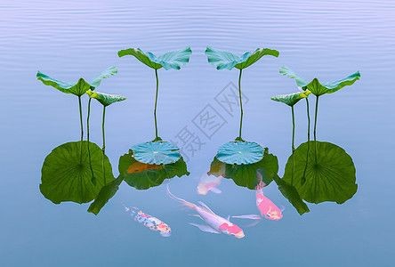 觀賞型魚缸圖片：觀賞型魚缸清潔維護(hù)技巧，魚缸尺寸與空間適配，魚缸選購指南