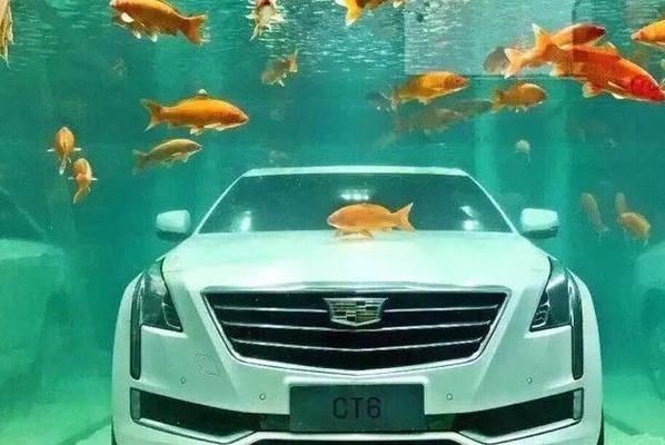 觀賞型魚(yú)缸圖片：觀賞型魚(yú)缸清潔維護(hù)技巧，魚(yú)缸尺寸與空間適配，魚(yú)缸選購(gòu)指南