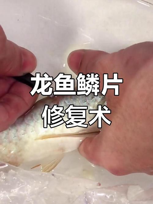 金龍魚鱗片疾病有哪些圖片