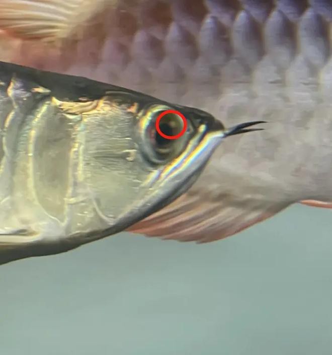 金龍魚鱗片疾病有哪些圖片