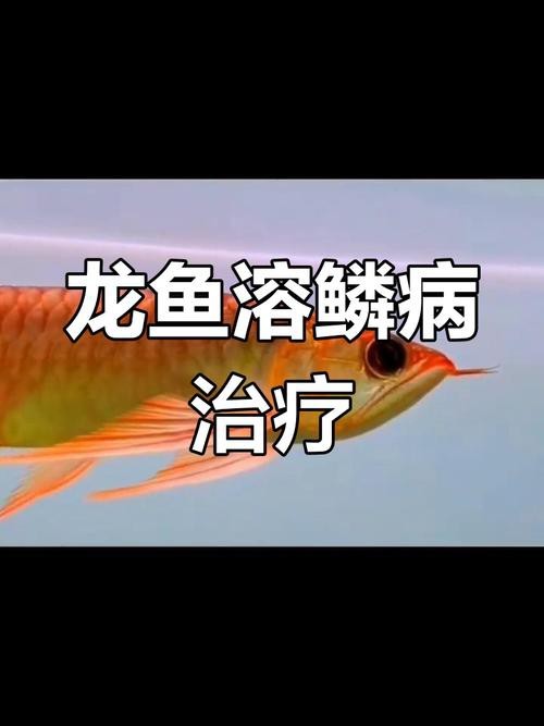 金龍魚鱗片疾病有哪些圖片