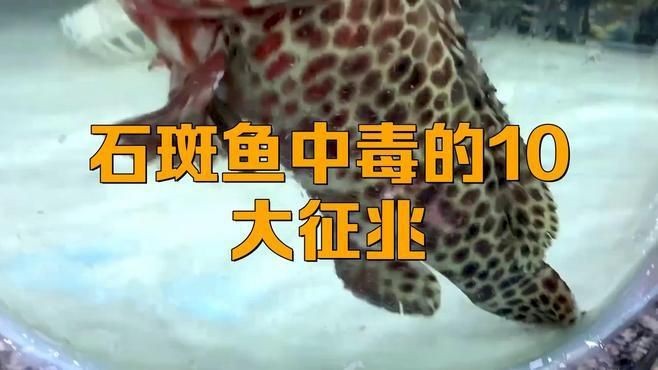 紅石斑魚為何盡量少吃