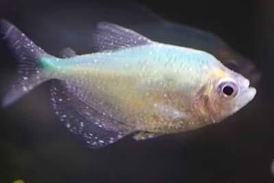 龍魚頭上長白點是什么病：龍魚頭上出現(xiàn)白點是什么病