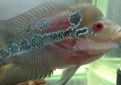 龍魚頭上長白點是什么病：龍魚頭上出現(xiàn)白點是什么病