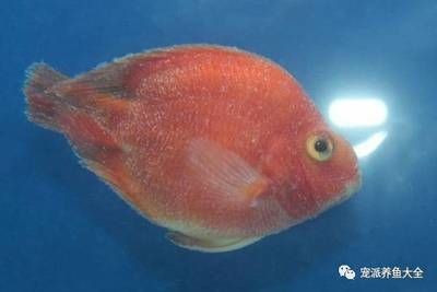龍魚頭上長白點是什么病：龍魚頭上出現(xiàn)白點是什么病