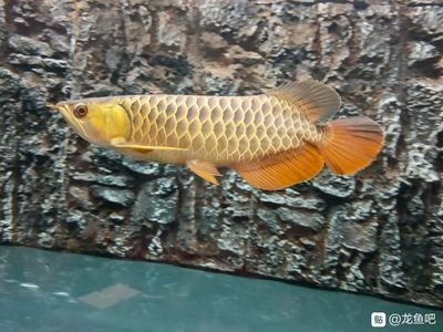 龍魚吧 百度貼吧下載安裝：百度貼吧app下載地址