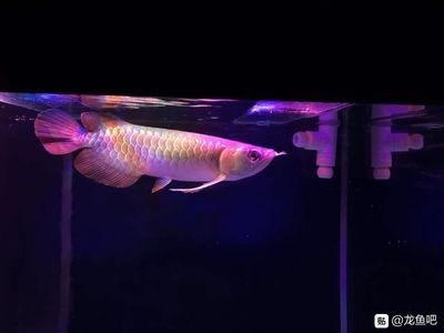 龍魚吧 百度貼吧下載安裝：百度貼吧app下載地址