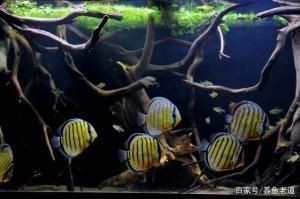 魚缸棉絮狀物最怕三個東西：魚缸棉絮狀物最怕的三個東西