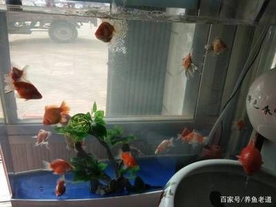 魚缸棉絮狀物最怕三個東西：魚缸棉絮狀物最怕的三個東西