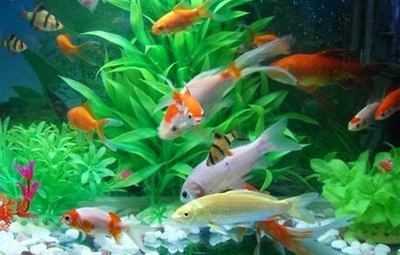 魚缸棉絮狀物最怕三個東西：魚缸棉絮狀物最怕的三個東西
