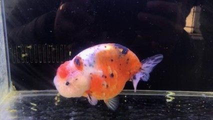 魚缸棉絮狀物最怕三個東西：魚缸棉絮狀物最怕的三個東西