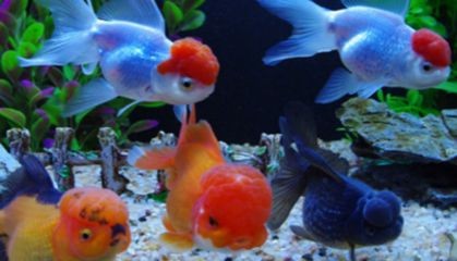 魚缸棉絮狀物最怕三個東西：魚缸棉絮狀物最怕的三個東西