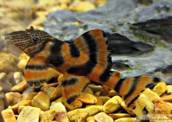 紅老虎魚的飼養(yǎng)方法：紅老虎魚的觀賞魚缸設(shè)計指南，紅老虎魚的飼養(yǎng)技巧 紅老虎魚的飼養(yǎng)方法：紅老虎魚的觀賞魚缸設(shè)計指南，紅老虎魚的飼養(yǎng)技巧 魚缸百科 第2張