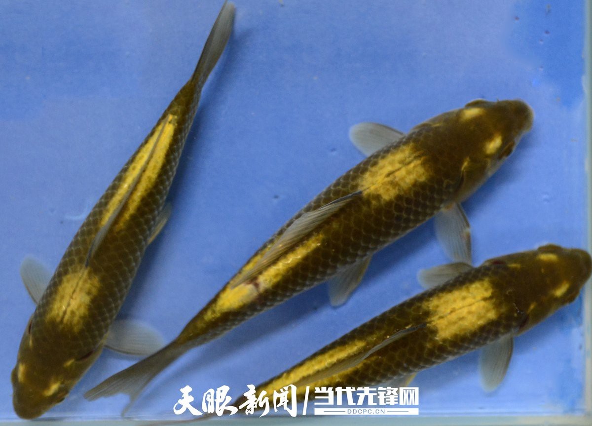 金崗魚場有哪些特色品種？