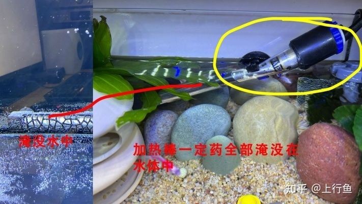 錯鱗和亂鱗哪個更影響美觀，“錯鱗”與“亂鱗”的專業(yè)含義