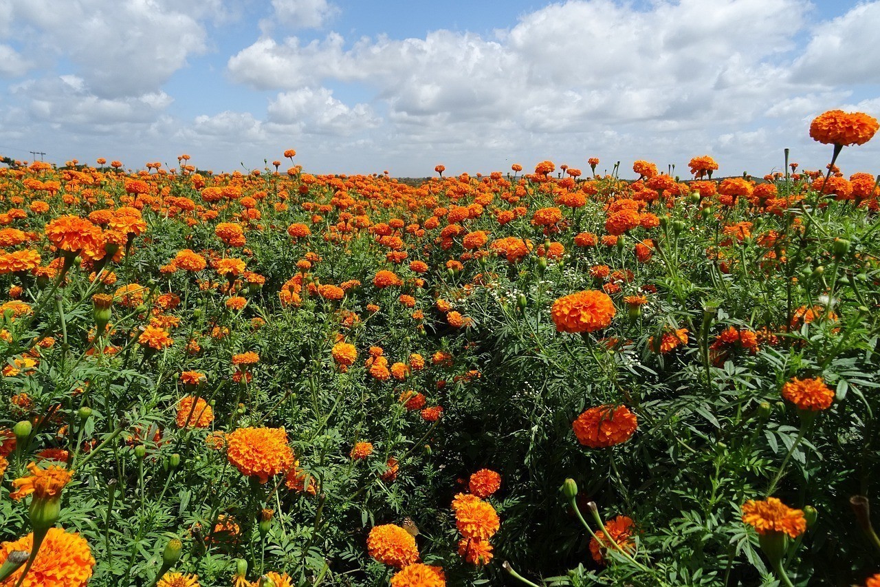 鄭州芳怡花卉有限公司（鄭州芳怡花卉有限公司怎么樣）