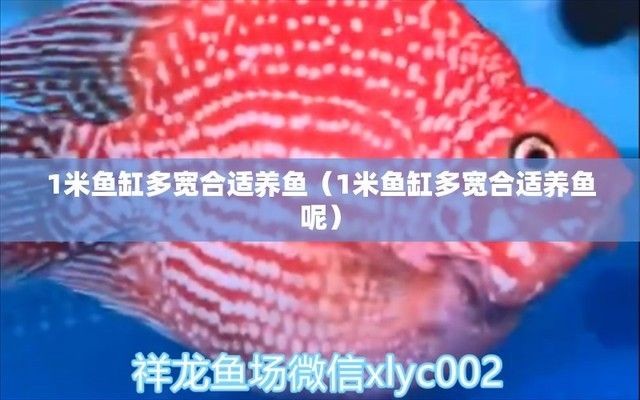 一米魚缸養魚幾條合適:一米魚缸養魚的數量應根據所養魚的種類和大小有所不同 魚缸百科 第4張 一米魚缸養魚幾條合適:一米魚缸養魚的數量應根據所養魚的種類和大小有所不同 一米魚缸養魚幾條合適:一米魚缸養魚的數量應根據所養魚的種類和大小有所不同 魚缸百科 第4張