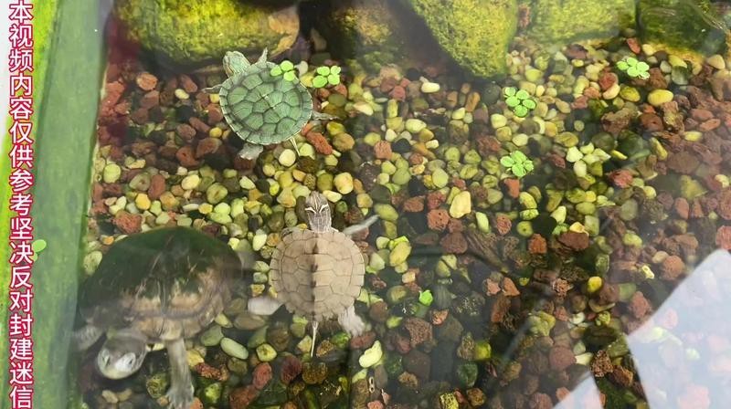 養烏龜是聚財還是破財