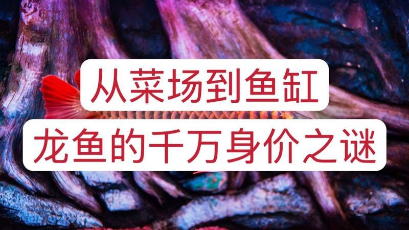 龍魚編號查詢需要哪些步驟？