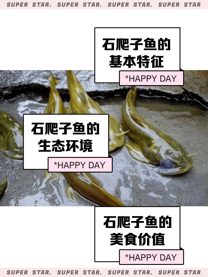 石爬子魚多少錢一斤