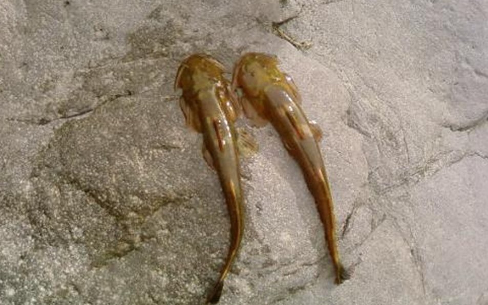 石爬子魚多少錢一斤