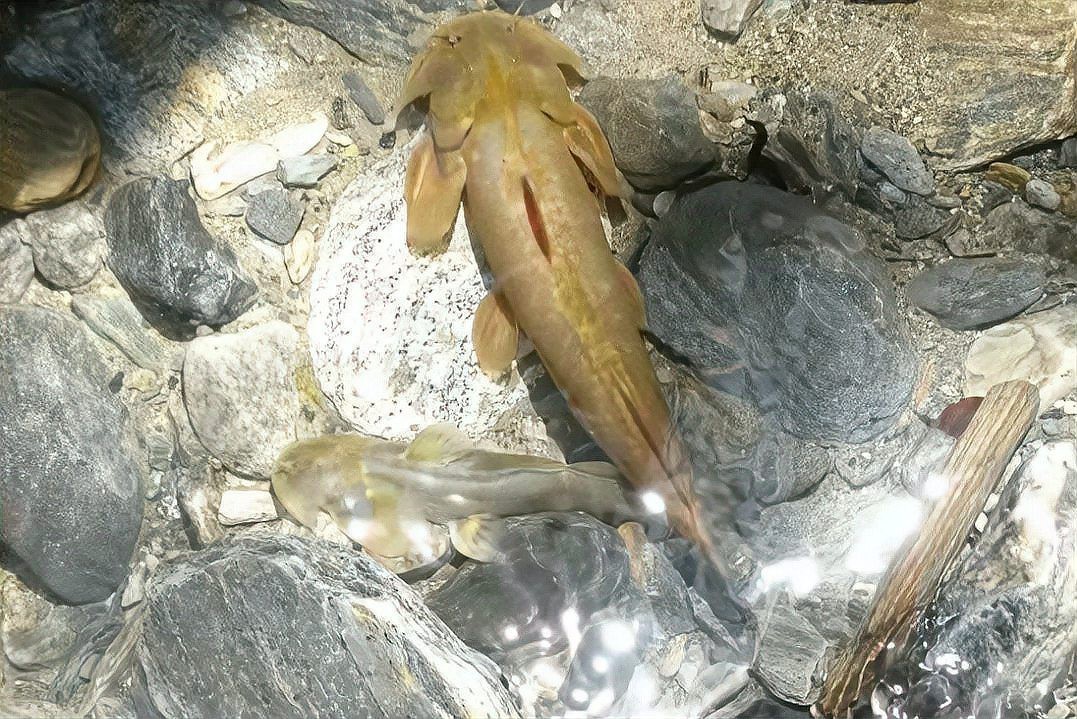 石爬子魚多少錢一斤